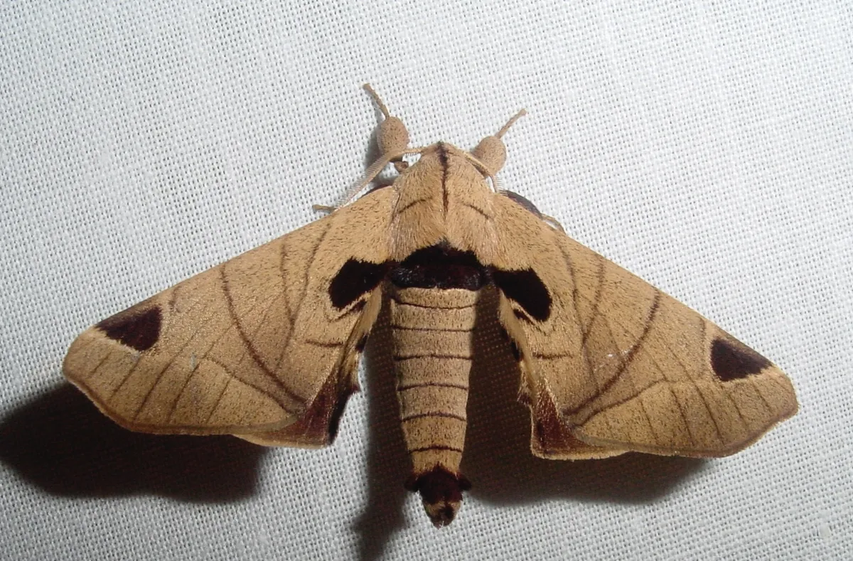 Cecile pandarioides - photo 3