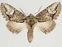 Cecrita belfragei - Hodges#7988