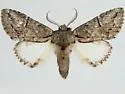 Cecrita belfragei - Hodges#7988 - photo 2