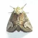 Cecrita belfragei - Hodges#7988 - photo 3