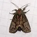 Cecrita belfragei - Hodges#7988 - photo 5