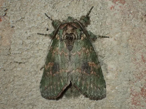 Wavy-lined Heterocampa Moth