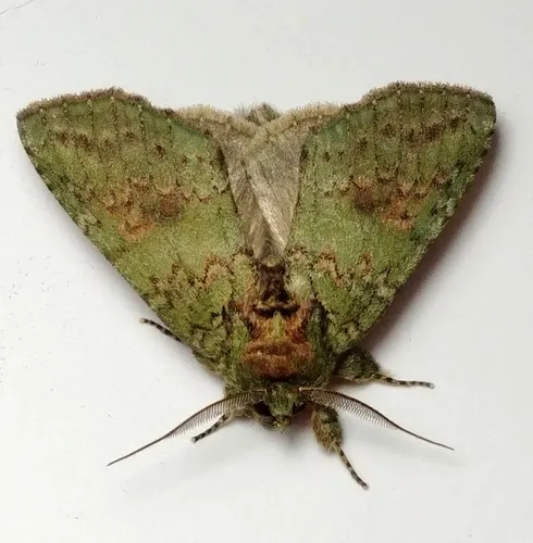Wavy-lined Heterocampa Moth - photo 7
