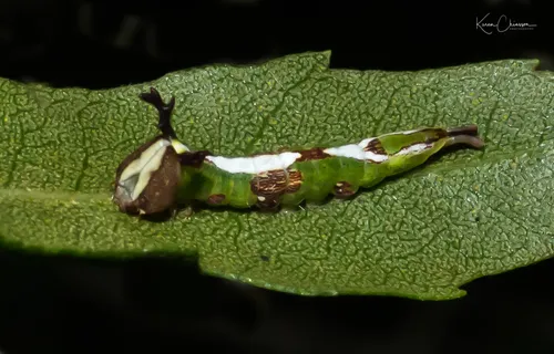 Wavy-lined Heterocampa Moth - photo 2