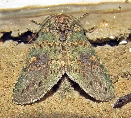 Wavy-lined Heterocampa Moth - photo 3