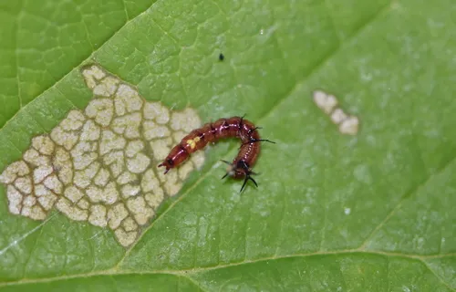 Wavy-lined Heterocampa Moth - photo 4