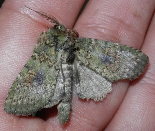 Wavy-lined Heterocampa Moth - photo 5