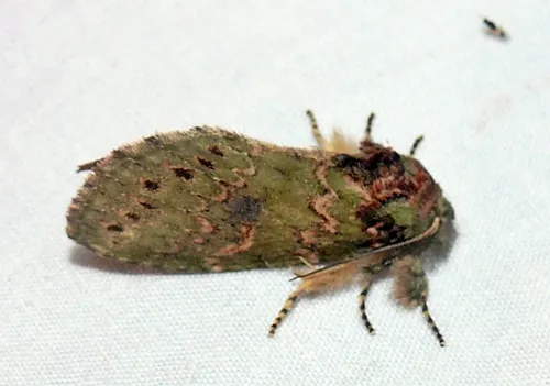 Wavy-lined Heterocampa Moth - photo 6