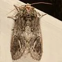 Cecrita cubana - Hodges#7984 - photo 4