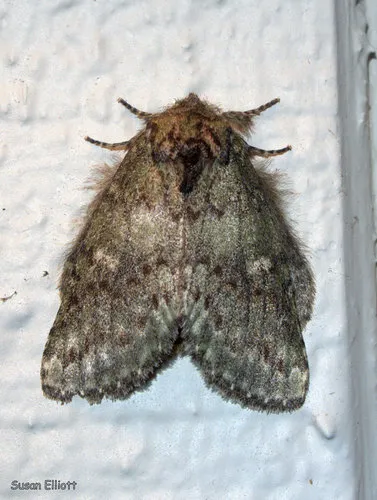 Saddled Prominent - Hodges#7994 - photo 3