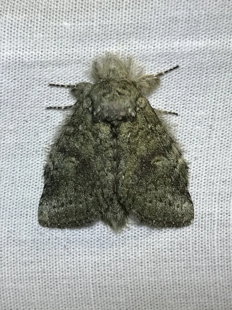 Saddled Prominent - Hodges#7994 - photo 5