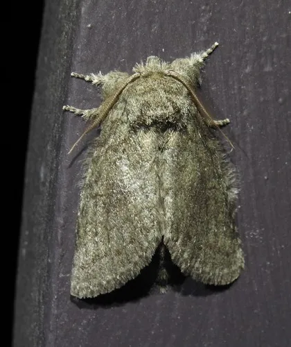 Saddled Prominent - Hodges#7994 - photo 7