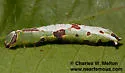 Cecrita incongrua - Hodges#7989