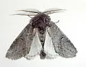 Cecrita incongrua - Hodges#7989 - photo 4