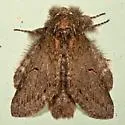 Cecrita lunata - Hodges#7993