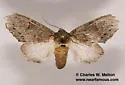 Cecrita lunata - Hodges#7993 - photo 2
