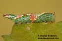 Cecrita lunata - Hodges#7993 - photo 4
