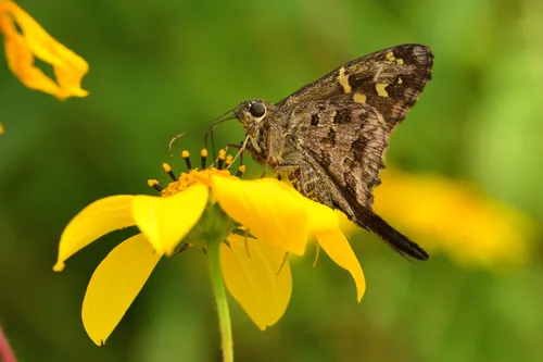Dorantes Longtail - photo 3
