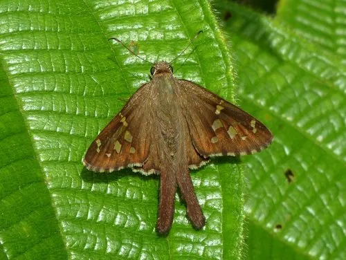 Dorantes Longtail - photo 4