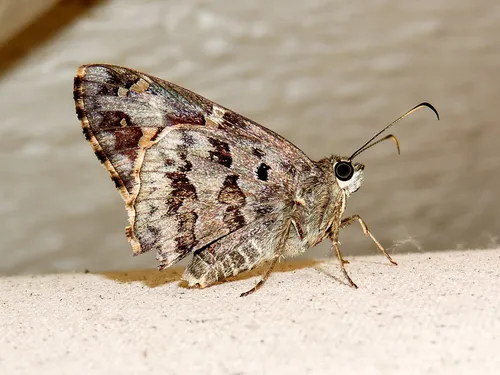 Dorantes Longtail - photo 6
