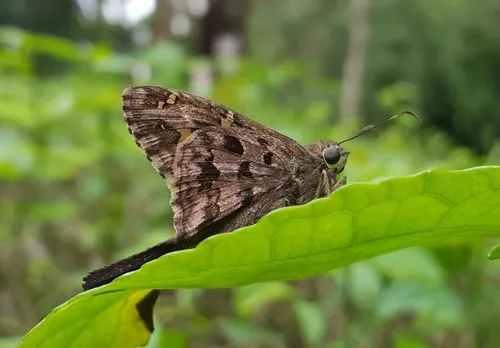 Dorantes Longtail - photo 7