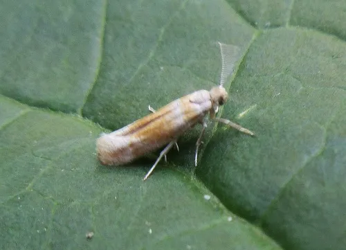 Cedestis gysseleniella