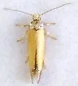 Cedestis sp. 1 - Hodges#2432.51 - Cedestis sp-one