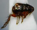 Cediopsylla simplex