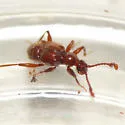 Cedius spinosus - Cedius spinosus