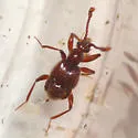Cedius spinosus - photo 2