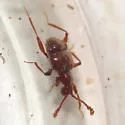 Cedius spinosus - photo 3