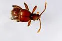 Cedius spinosus - photo 4