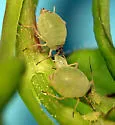 Green Snowberry Aphid - photo 2