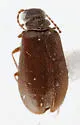 Cedraderus constrictus - photo 2