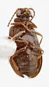 Cedraderus constrictus - photo 3