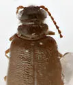 Cedraderus constrictus - photo 5
