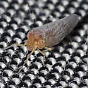 Cedusa edentula