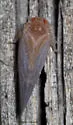 Cedusa edentula - photo 2