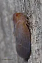 Cedusa edentula - photo 3