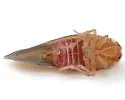 Cedusa edentula - photo 4