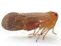 Cedusa edentula - photo 5