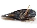 Cedusa incisa