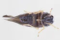Cedusa incisa - photo 2