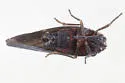 Cedusa incisa - photo 4
