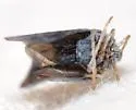 Cedusa kedusa
