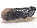 Cedusa kedusa - photo 2