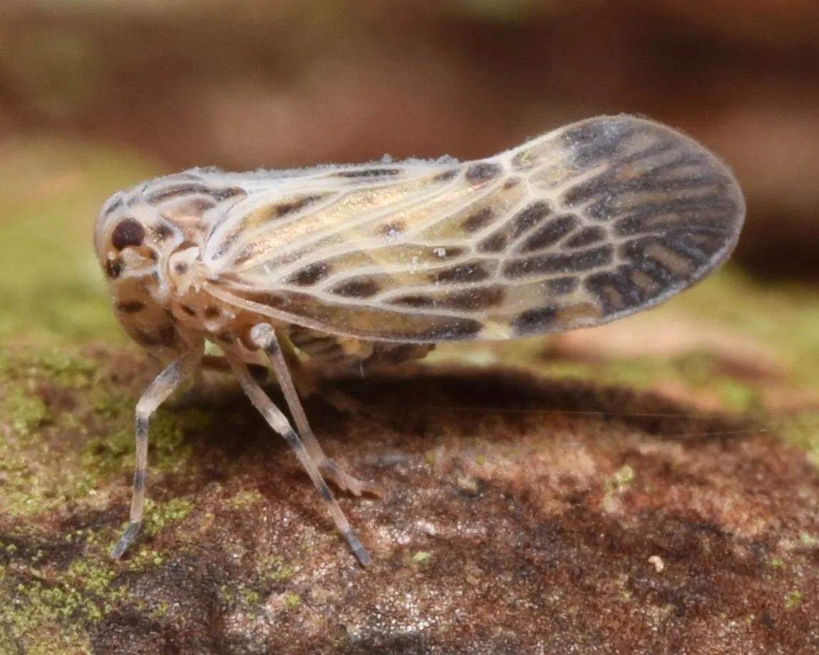 Cedusa maculata - photo 2