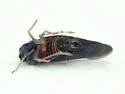 Cedusa mallochi