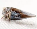 Cedusa mallochi - photo 3
