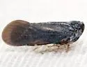 Cedusa mallochi - photo 4